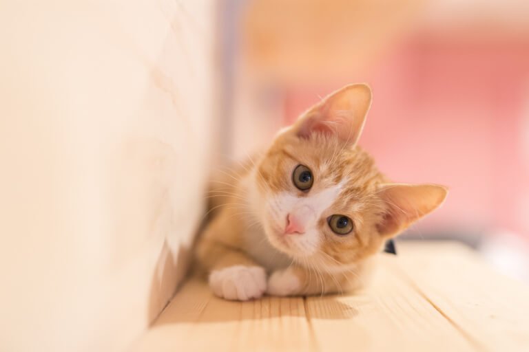 猫もアレルギーになる?原因や症状、具体的な治療方法とは